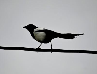 BIRD WATCHING ON RUNDE ISLAND, NORWAY: Above the Cliffs and Along the Shore