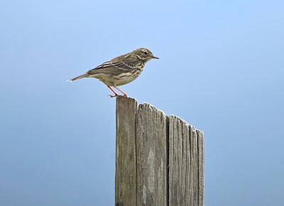 BIRD WATCHING ON RUNDE ISLAND, NORWAY: Above the Cliffs and Along the Shore