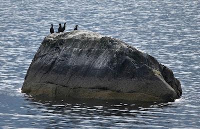 BIRD WATCHING ON RUNDE ISLAND, NORWAY: Above the Cliffs and Along the Shore