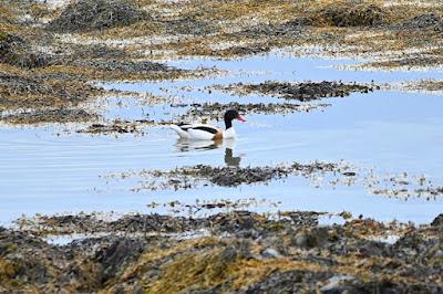 BIRD WATCHING ON RUNDE ISLAND, NORWAY: Above the Cliffs and Along the Shore