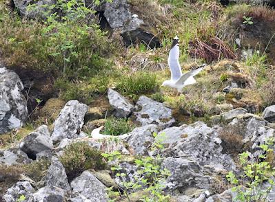 BIRD WATCHING ON RUNDE ISLAND, NORWAY: Above the Cliffs and Along the Shore