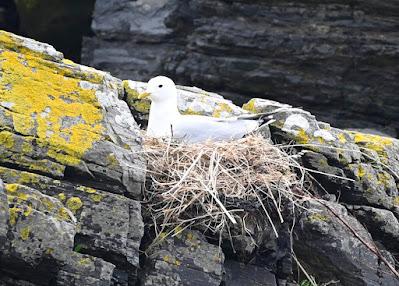 BIRD WATCHING ON RUNDE ISLAND, NORWAY: Above the Cliffs and Along the Shore