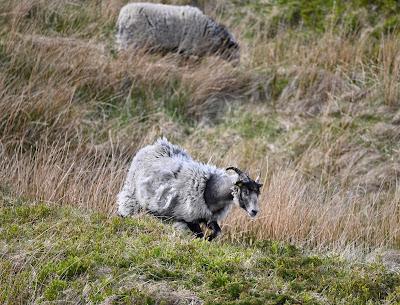 BIRD WATCHING ON RUNDE ISLAND, NORWAY: Above the Cliffs and Along the Shore