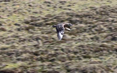 BIRD WATCHING ON RUNDE ISLAND, NORWAY: Above the Cliffs and Along the Shore