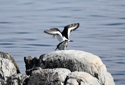 BIRD WATCHING ON RUNDE ISLAND, NORWAY: Above the Cliffs and Along the Shore