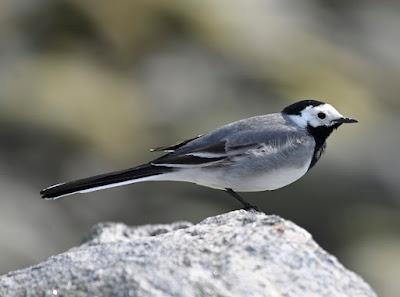 BIRD WATCHING ON RUNDE ISLAND, NORWAY: Above the Cliffs and Along the Shore