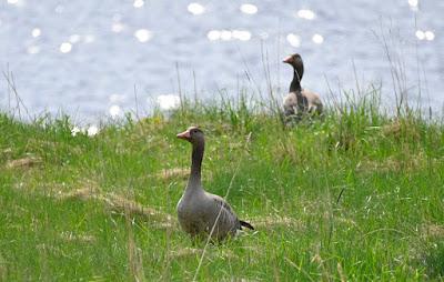 BIRD WATCHING ON RUNDE ISLAND, NORWAY: Above the Cliffs and Along the Shore