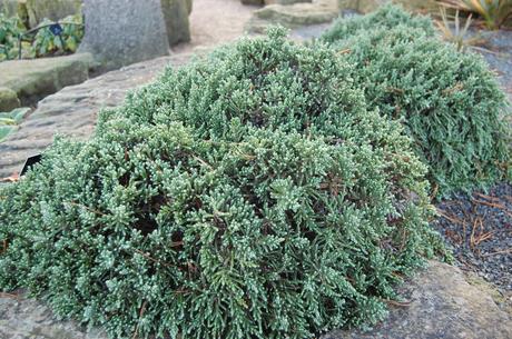 Helichrysum selago 'Major' (18/11/12, Kew Gardens, London)