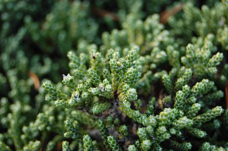 Helichrysum selago 'Major' Detail (18/11/12, Kew Gardens, London)