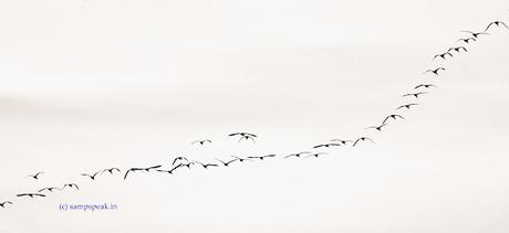 Birds' skyline !! Birds' skyline !!