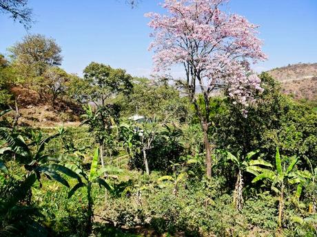 A tropical forest habitat with interspersed food plants.