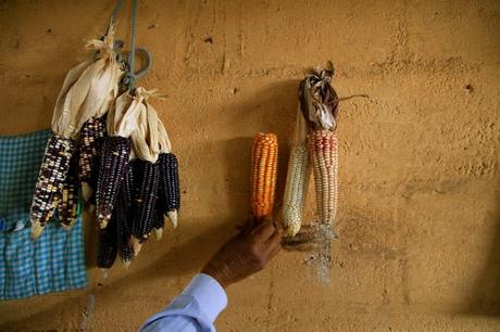 Corn in orange and purple varieties.