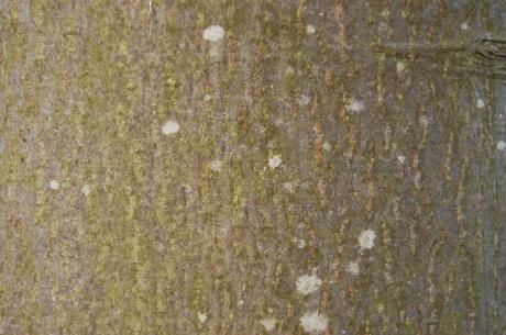 Photinia beauverdiana var. notabilis Bark (18/11/12, Kew Gardens, London)