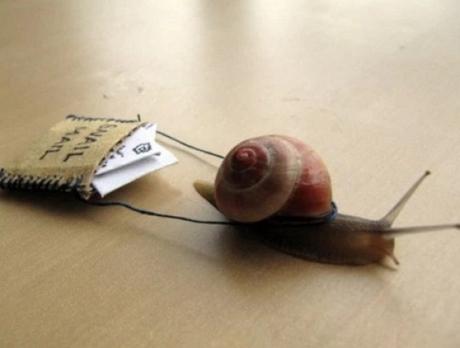Snail Delivering Mail