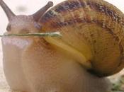 Interesting Facts About Snails