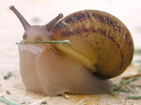 Snail Fetching a Stick