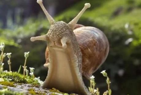 Snail Stood up Tall