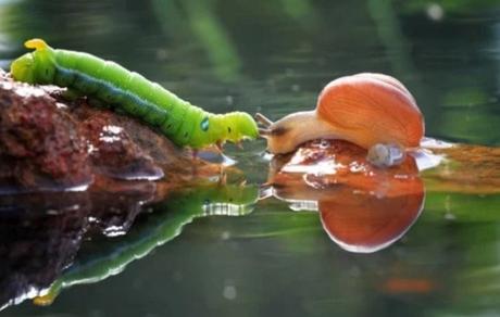 Caterpillar Rescuing Snail