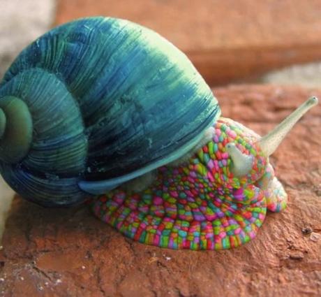 Multi Coloured Snail