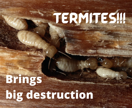 Termites: Silent Destroyers and the Power of Pest Control