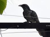 Asian Koel காட்டுக்குயிலு மனசுக்குள்ளே