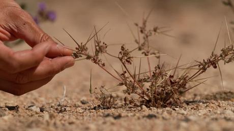 How a seed bank in the Mojave Desert is preserving a centuries-old endangered ecosystem