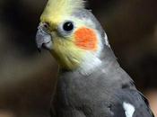 Nymphicus Hollandicus சொல்ல வல்லாயோ? கிளியே