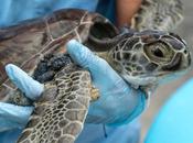 This High School Student $10,000 Because Mysterious Outbreak Killing Turtles Hometown Hawaii Decided Something About