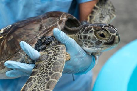 This high school student won $10,000 because he saw a mysterious outbreak killing sea turtles in his hometown of Hawaii and decided to do something about it