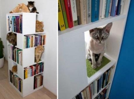 Cats in Book Shelf