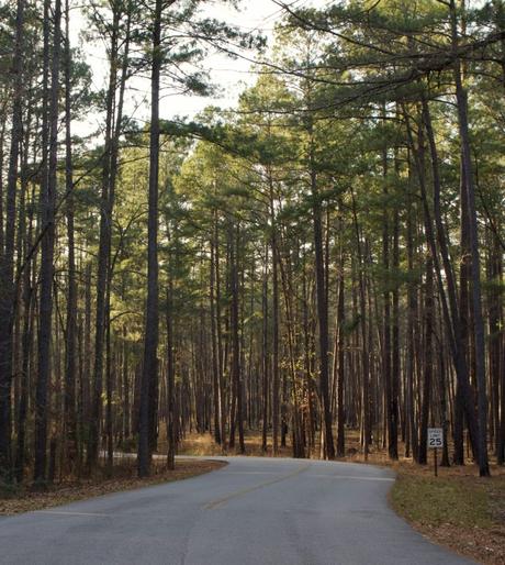 Explore Congaree National Park: Natural, Unspoiled Wilderness 1 congaree national park