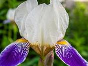 Some Notes Photographing Irises