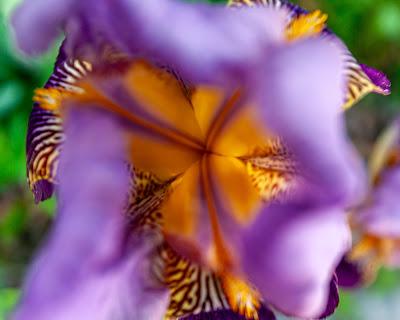 Some notes on photographing irises