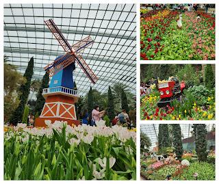 Garden By The Bay - Tulipmania