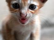 Macavity Kitten மியாவ் பூனைக்குட்டி