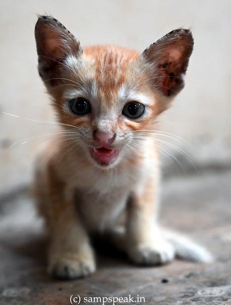 Macavity ~ the kitten !! : மியாவ் மியாவ் பூனைக்குட்டி !