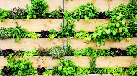 The Rise of Vertical Gardens: Maximizing Space in Style