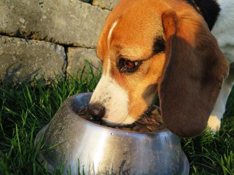 Tailored Dog Food for Every Breed and Size: An Overview