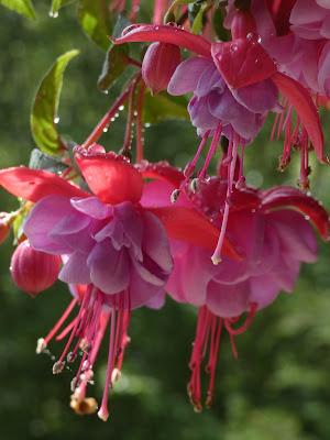 Dancing Fuchsia