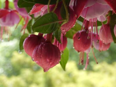 Dancing Fuchsia