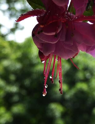 Dancing Fuchsia