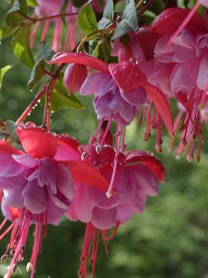 Dancing Fuchsia