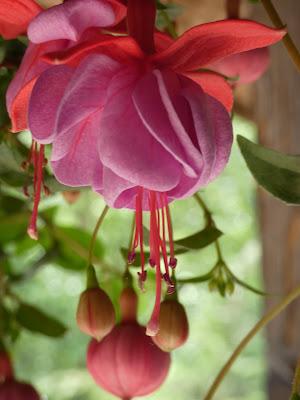 Dancing Fuchsia