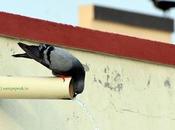 Pigeon Quenching Thirst