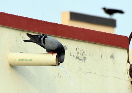 Pigeon quenching its thirst !! Pigeon quenching its thirst !!