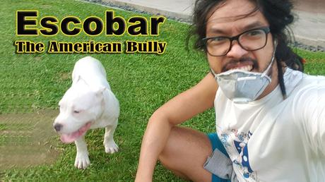 I Love Tansyong TV,american bully puppies,american bully philippines,Escobar American Bully,Tansyong Orbuda Dog,Gentle Dog Breed,White American Bully,ABKC,Perfect Dog for Small Condo,Best Dog Breed for Small Apartment,Dog food for Ame,dog food for american bully,dog food for american bully philippines,how to take care american bully,american bully for small apartment,Tips in taking care american bully,american bully lanky stage,4 month american bully