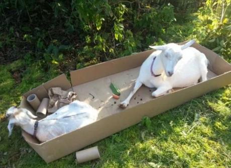 Goats in Box