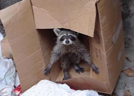 Raccoon in Box