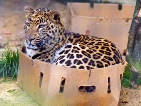 Leopard in Box