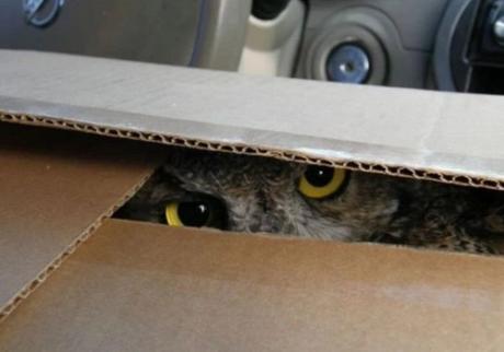 Owl in Box